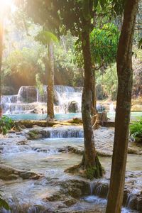 Trees growing by river in forest