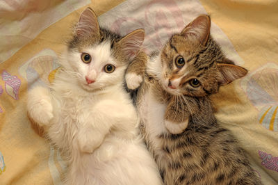 High angle view of cats relaxing