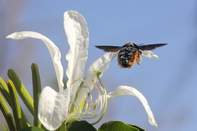 Bird flying in a flower