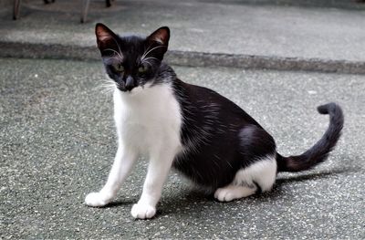 Portrait of black cat on street