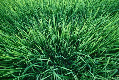 Full frame shot of fresh green field