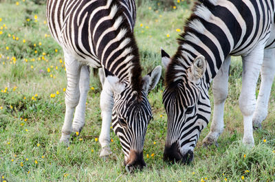 Zebras zebra