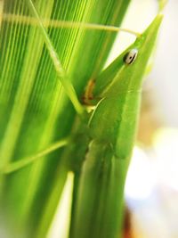 Close-up of insect on leaf