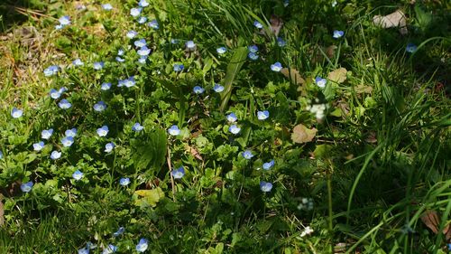 White flowers growing on field