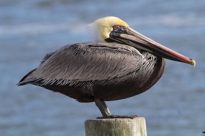 Close-up of bird perching on wooden post