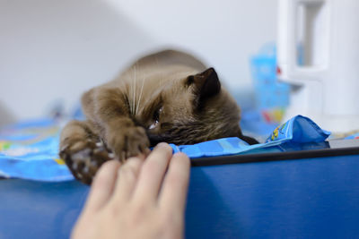 Cat on bed