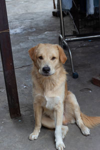 High angle portrait of dog sitting on footpath