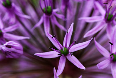 Close-up of purple crocus blooming outdoors