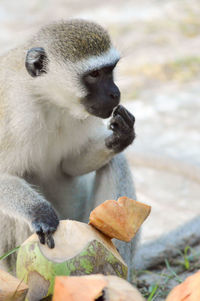 Close-up of monkey having coconut