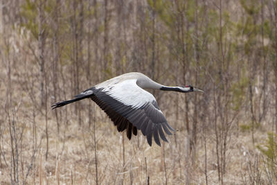 Gray heron flying against trees