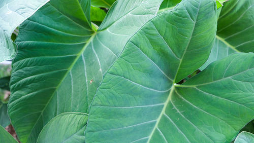 Full frame shot of leaves