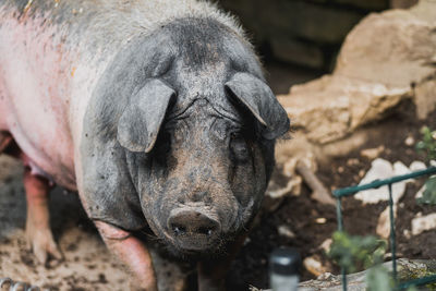 Close-up of a pig