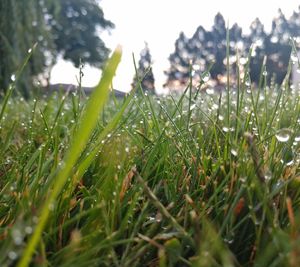 Close-up of wet grass on field