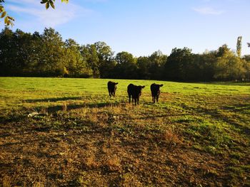 Horses grazing in a field