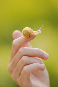 Close-up of snail