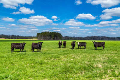 Cows grazing on field against sky