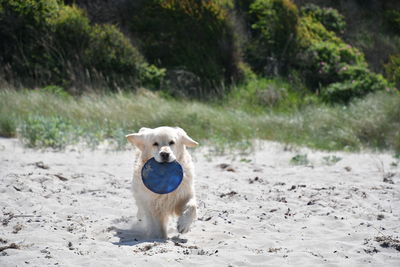 Portrait of dog standing on field