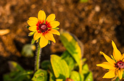 Close-up of yellow flower