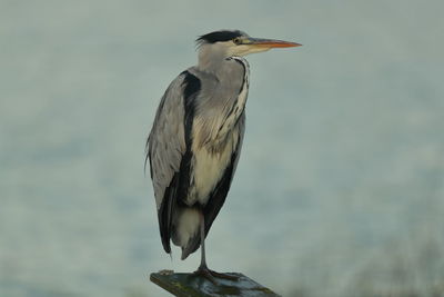 Close-up of bird perching on a rock