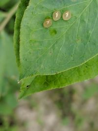 Close-up of raindrops on leaves