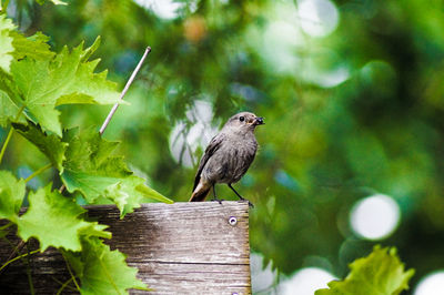 Bird carrying seed in beak while perching on wooden plank