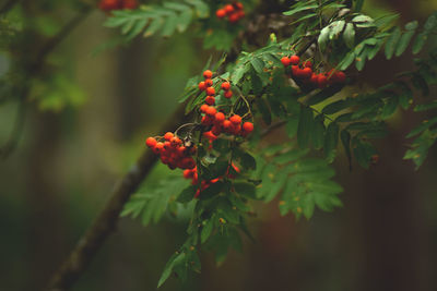 Close-up of rowanberries growing on tree