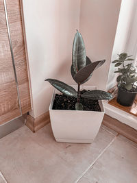 potted plant