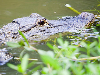 High angle view of alligator swimming in bayou