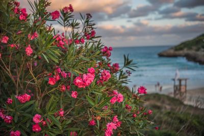 Close-up of pink flowering plants by sea against sky