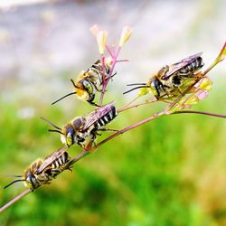 Close-up of insect on leaf