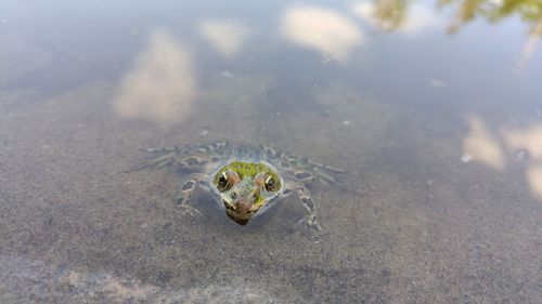 Close-up of turtle in water