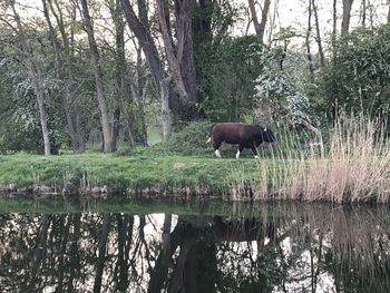 Horse in a lake