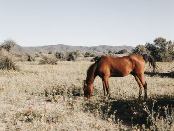 Horse standing in a field