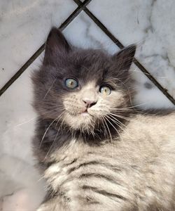 Close-up portrait of a cat