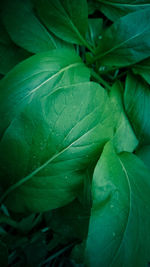 Full frame shot of fresh green leaves