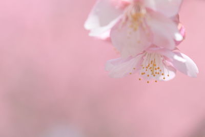 Close-up of pink flowers