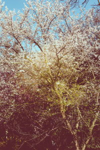 Low angle view of tree against sky