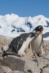 Penguin on sand at beach