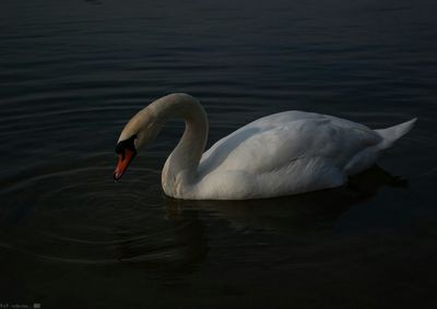 Swan swimming in lake