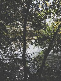 Trees by lake in forest