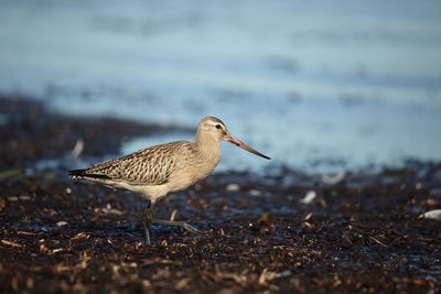 Side view of bird walking at beach