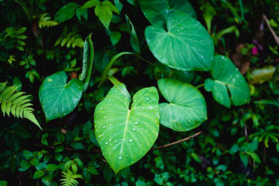 Close-up of raindrops on leaves