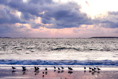 Silhouette birds on beach against sky during sunset