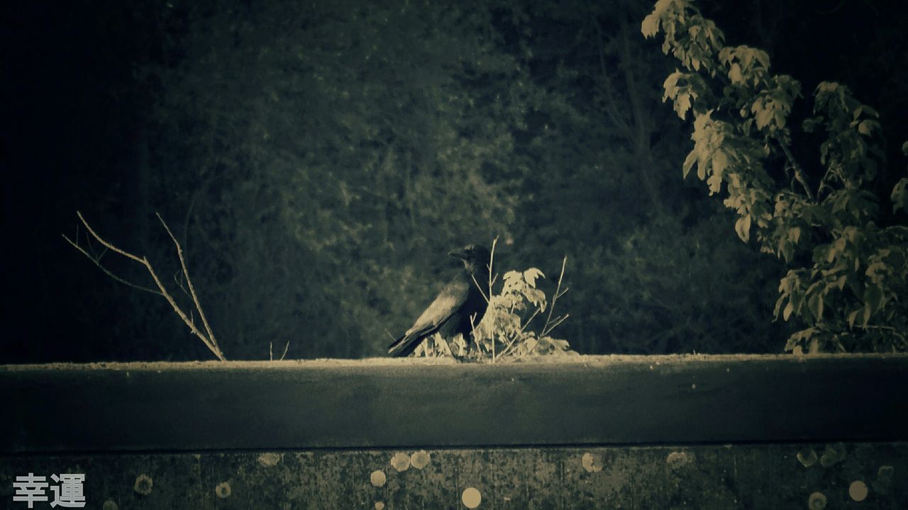 animal themes, animals in the wild, wildlife, one animal, bird, perching, full length, nature, night, outdoors, no people, tree, wall - building feature, low angle view, plant, branch, side view, zoology, lizard