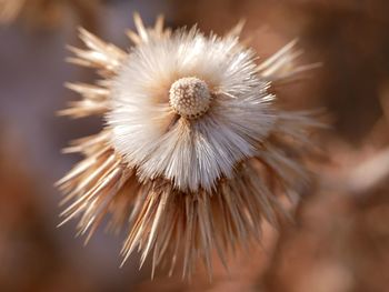 Close-up of white dandelion