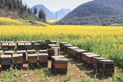 Bee boxes against rapeseed field