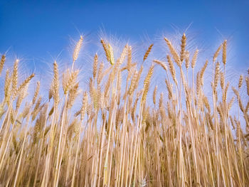 Close-up of stalks in field against clear blue sky