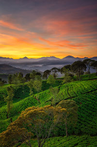 Scenic view of field against sky during sunset