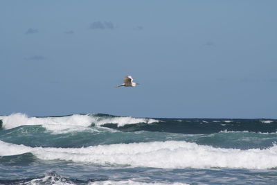 Bird flying over sea