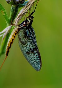 Close-up of insect